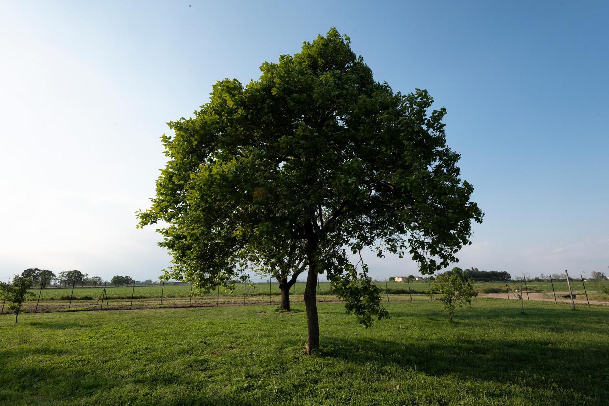 Agriturismo Cascina Graziosa Cameriano Εξωτερικό φωτογραφία